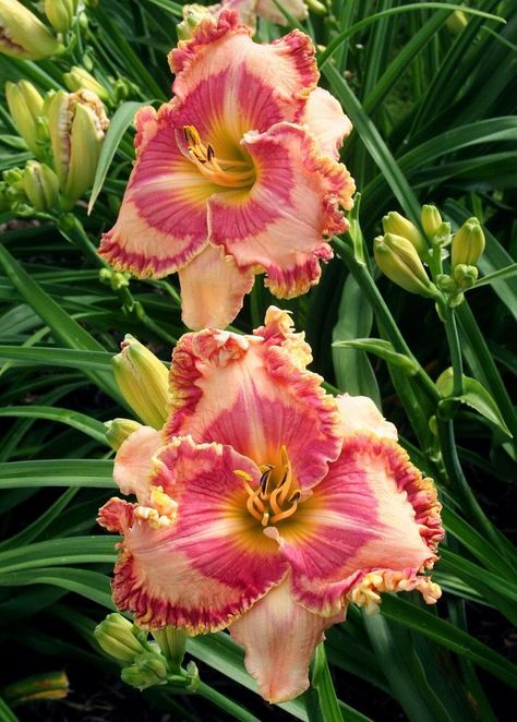 Plant database entry for Daylily (Hemerocallis 'Rachel Leigh Bell') with 9 images and 31 data details. Daylily Landscaping, Vegetable Planting Calendar, Rachel Leigh, Daylily Garden, Planting Calendar, Garden Calendar, Day Lilies, Floral Alphabet, Plant Information