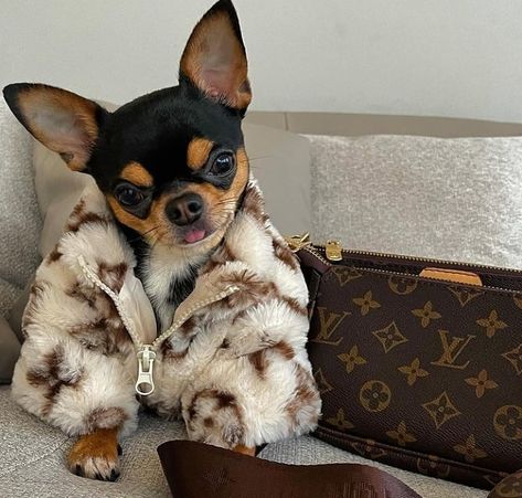 Chihuahua In Clothes, Chihuahua Outfits, Chihuahua Aesthetic, Dogs Outfits, Chihuahua Accessories, Dog Wearing Clothes, Chiweenie Dogs, Chihuahua Clothes, Designer Dogs