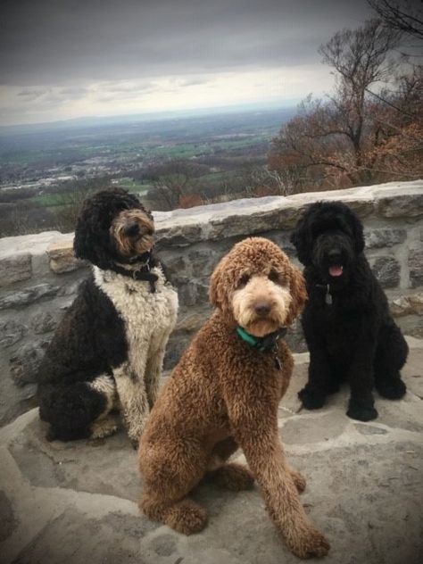 Schnoodles - Giant Schnoodle Puppies - Angela's SchnoodlesAngela's Schnoodles | Schnoodle Puppies for Sale Giant Schnoodle, Undertale Dog, Schnoodle Puppies For Sale, Fancy Dog Houses, Cavoodle Dog, Schnoodle Puppy, Schnoodle Dog, Hans Gruber, Cute Dog Harness