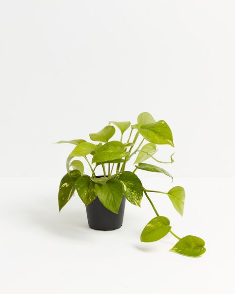 Golden Pothos | Hanging Plants | Lively Root Understory Plants, Pothos Plants, Beautiful Flamingo, Devils Ivy, Natural Air Purifier, Flamingo Flower, Golden Pothos, Hanging Vines, Pothos Plant