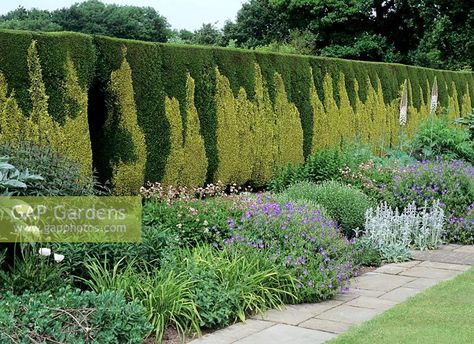 Dark green thuja and golden cypress alternate in hedge Thuja Hedge, Golden Cypress, Cypress Vine, Thuja Green Giant, Drought Resistant Plants, Hedging Plants, Green Giant, Plant Photography, Outdoor Gardens Design