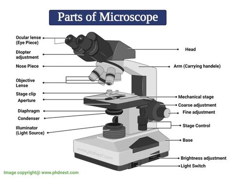 Parts of Microscope Microscope Diagram, Parts Of A Microscope, Dissecting Microscope, Light Microscope, Cell Diagram, Optical Microscope, Microscope Parts, Microscopic Images, Animal Cell