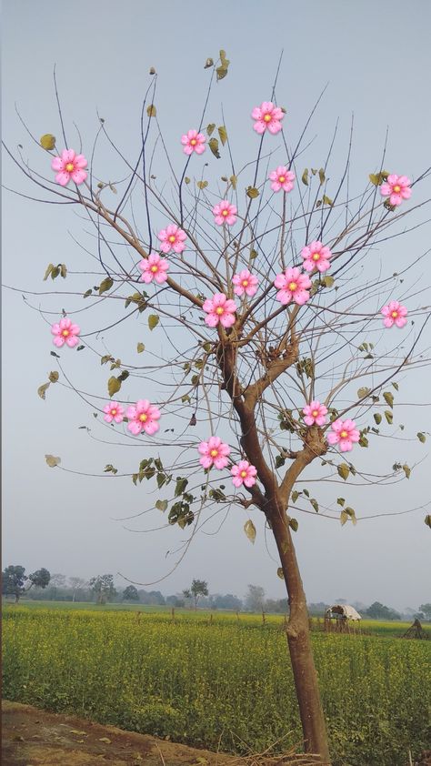 Tree aesthetic  #tree #village # snap Village Snap, Aesthetic Tree, Tree Village, Tree Aesthetic, Nature Instagram, Snap Streak, Aesthetic Photos, Aesthetic Photo, Trees