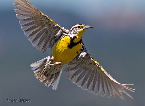 meadowlark in flight - Google Search Meadowlark Tattoo, Lark Tattoo, Possible Tattoo, Western Meadowlark, Bird Pics, State Birds, Peacock Bird, All Birds, Bird Pictures