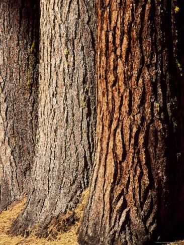 size: 24x18in Photographic Print: Close-Up of the Trunks and Bark of a Grove of Giant Sequoias, California, USA by Gavin Hellier : Artists Art For Walls, Autumn Tattoo, Tree Bark Texture, Bald Cypress, Natural Structures, Art Nouveau Art, Tree Trunks, Fairy Doors, Forest Floor