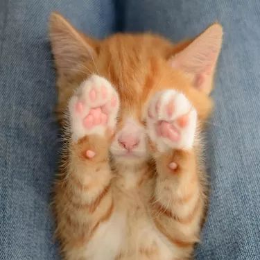 Please Enjoy These 20 Pics of Perfectly Pink Kitty Toe Beans Funny Cat Images, Perfect Human, Cat Parents, Funny Cat Faces, Pink Kitty, Little Live Pets, Toe Beans, Funny Cat Photos, Cat Quotes Funny