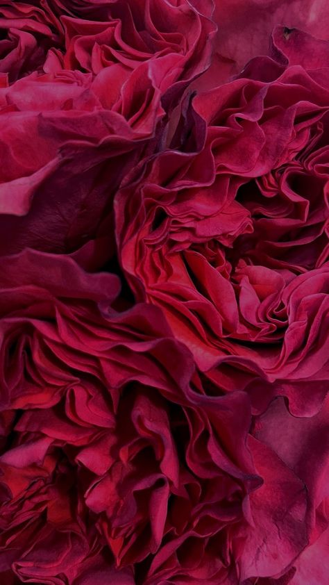 Fuschia Aesthetic, Prime Rose, Dark Fuschia, Peony Roses, Background Pics, Peony Rose, Beautiful Background, Flowers Aesthetic, Beautiful Backgrounds