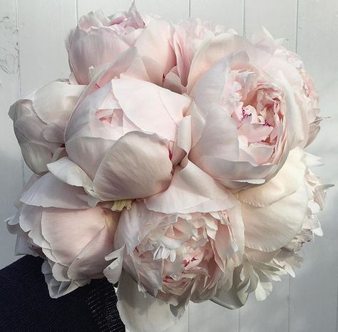 A pale pink peony bouquet. Pale Pink Peonies, Garden Wedding Flowers, Pink Peonies Bouquet, Peonies Wedding, Spring Peony, Blush Peonies, Wedding Spring, Wedding Garden, Peonies Bouquet