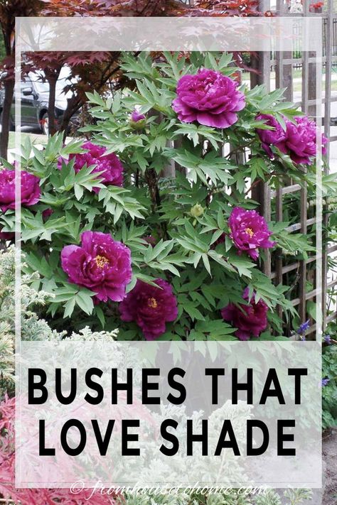 Best Shrubs For Shade, Evergreens For Shade, Garden Spiral, Shade Loving Shrubs, Planter Plants, Red Twig Dogwood, Spiral Garden, Plants Under Trees, Evergreen Bush