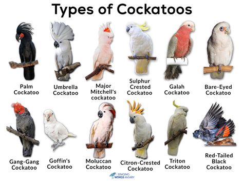 Cockatoo: Facts, Types, Care as Pets, Price, & Pictures | Singing-Wings-Aviary.com Galah Cockatoo, African Lovebirds, Australian Parrots, Bird Breeds, Parrot Pet, Parrots Art, Bird Aviary, Australian Birds, Parrot Bird