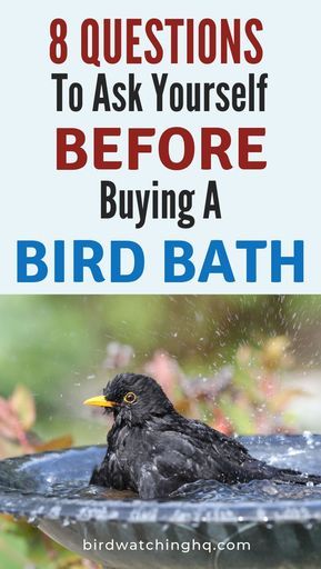 Bird baths help attract more birds! Ask yourself these 8 questions BEFORE buying a new bird bath. Plus lots of helpful buying suggestions, tips, & tricks. #birdbaths #birdwatching #backyardbirds Backyard Birds Sanctuary, Diy Bird Bath, Bird Bath Garden, Questions To Ask Yourself, Bird Baths, Bird Care, Diy Birds, How To Attract Birds, Backyard Birds