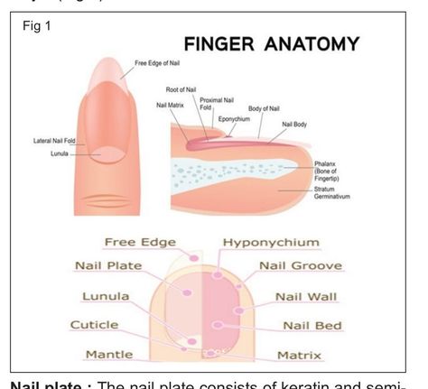 Nails knowledgenail Nail Art Knowledge, Nail Tech Study Notes, Nails Lesson, Nails Knowledge, Nail Teaching, Anatomy Nails, Nail Tech Notes, Finger Anatomy, Nail Knowledge