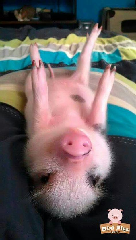 Teacup Pigs, Miniature Pigs, Micro Pigs, Pot Belly Pigs, Tout Rose, Cute Piglets, Mini Pigs, Cute Piggies