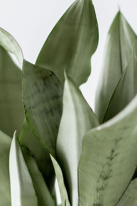 Moonshine Snake Plant, a unique and celestial beauty in the world of snake plants! Scientifically known as Sansevieria trifasciata, and more recently reclassified as a Dracaena, it’s common name is given for its silvery-gray leaves. Moonshine Snake Plant, Snake Plant Garden, Sansevieria Moonshine, Sansevieria Trifasciata, Snake Plants, Dreamy Aesthetic, Beautiful Snakes, Plant Aesthetic, Snake Plant