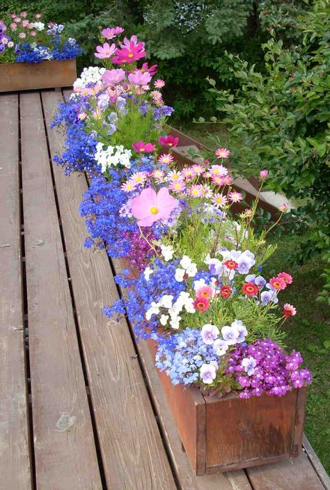 Patio Flowers, Window Box Flowers, Container Gardening Flowers, Garden Containers, Container Garden, Container Flowers, Alam Yang Indah, Garden Cottage, Flower Boxes