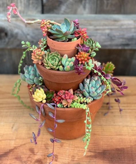 The Art of Repotting Succulents— the Right Way https://succulentcity.com/repotting-succulents-the-right-way/ Repotting Succulents, Succulent Garden Outdoor, Truck Garden, Succulent Garden Design, Succulent Landscaping, Succulent Garden Diy, Alpine Plants, Garden Types, Succulent Gardening