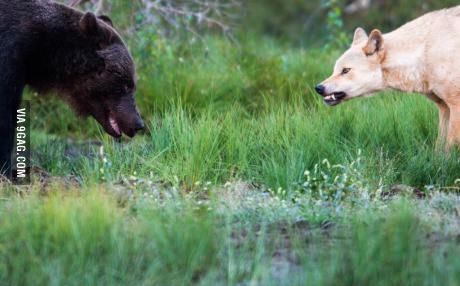 A bear and a wolf meet between the Finnish-Russian border. Photo by Thomas Mørch. Bear And Wolf, Bear Reference, Badass Pictures, Crafts Animals, Quotes Light, Aesthetic Forest, Wolf Face, Wolf Photos, Animals Pictures