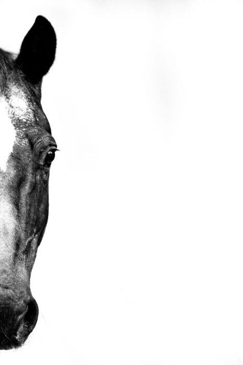 White Background || Memorable and Artistic - ES Equine Photography || Evelyn Szczepanek Horses Logo, Horse Photography Art, White Horse Photography, Horse Background, Equine Portraits, Horse Anatomy, Equestrian Decor, Horse Tattoo, Horse Logo