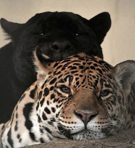 Doberman, 귀여운 동물, Big Cats, Beautiful Creatures, Wild Cats, Animal Kingdom, Animals Beautiful, Animals And Pets