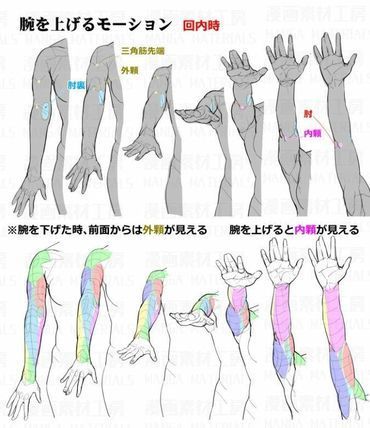 Arm Anatomy, Arm Drawing, Anatomy Tutorial, Human Anatomy Drawing, Body Drawing Tutorial, Manga Drawing Tutorials, Hand Drawing Reference, Human Anatomy Art, Anatomy Sketches