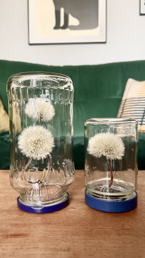 Dandelion Paperweight, Dandelion Puffs, Dandelion Art, White Dandelion, Dandelion Clock, Dandelion Wish, Dandelion Flower, Nature Crafts, In A Jar