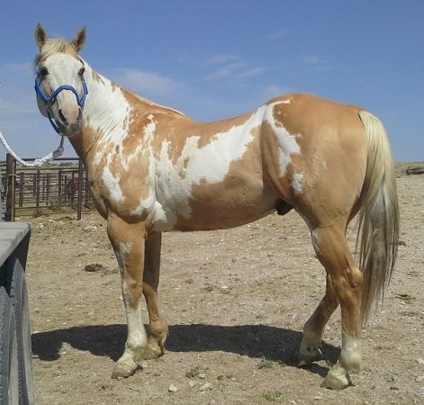 Rockymountn Starburst - American Paint Stallion --Dunalino (Palomino Dun) Frame overo Paint Horses, Pinto Horses, Horse Markings, Dream Horse Barns, American Paint Horse, Horse Riding Tips, Pinto Horse, Palomino Horse, Rodeo Horses