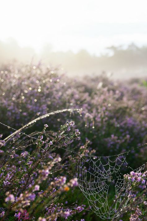 Spring Nature Photography, Spiders Webs, Flowers Morning, Nature Photography Flowers, Photography Flowers, Morning Dew, Spring Nature, Image Hd, Flowers Photography