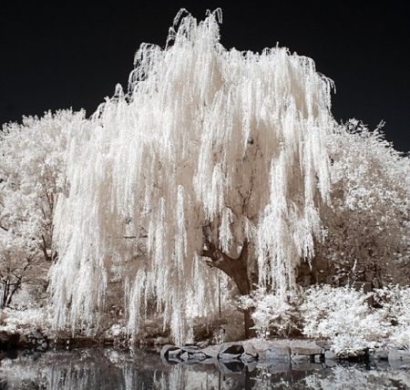 I love Weeping Willows.  This tree looks like it's blooming in white.  frozen willow Willow Tree Wallpaper, A Willow Tree, Tree Wallpaper Iphone, Privacy Trees, Weeping Willow Tree, White Willow, Weeping Willow, Tapeta Pro Iphone, Tree Wallpaper