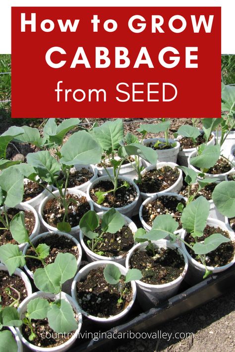 Cabbage Plants In Pots, Planting Cabbage Seeds, How To Grow Cabbage From Seed, How To Plant Cabbage, How To Plant Cabbage Plants, How To Grow Cabbage In A Pot, Growing Cabbage Plants, Growing Cabbage From Seed, Cabbage Plants Gardening