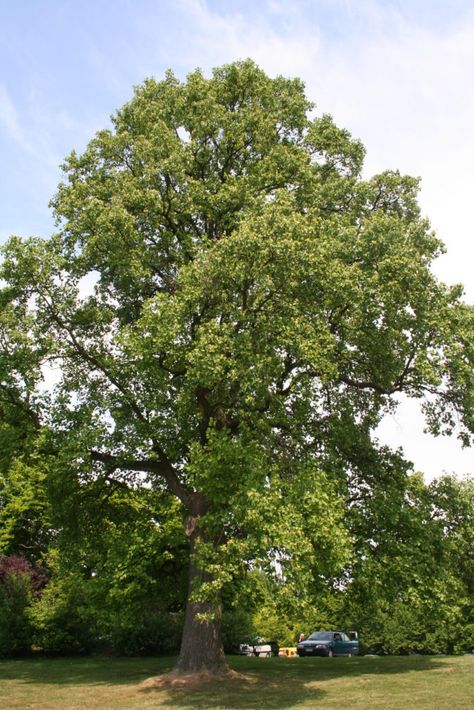 Eco-Answers from the Pros: Carbon-conscious Planting - Ecological Landscape Alliance Tulip Poplar Tree, Liriodendron Tulipifera, Tulip Poplar, Tulip Tree, Pecan Tree, Poplar Tree, Sycamore Tree, Gardening Gifts, Gardening Zones