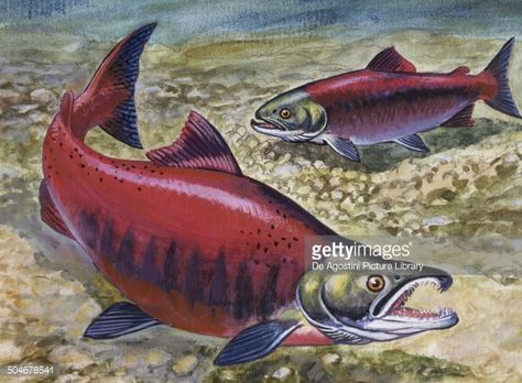 Sockeye Salmon or Red Salmon , Salmonidae, drawing. Pictures ... Salmon Drawing, Fish Chart, Pacific Salmon, Fly Fishing Art, Red Salmon, Sockeye Salmon, Salmon Fish, Shark Fishing, Animal Study