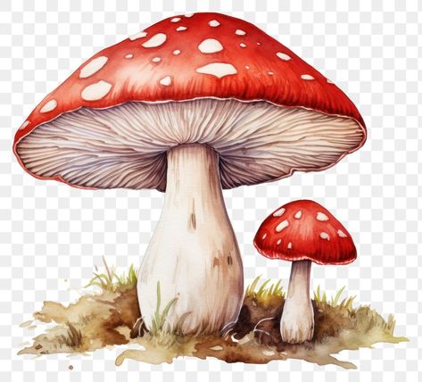 Fungi Images, Mushroom Cartoon, Mushroom Png, Mushroom Clipart, Graphic Design University, Cartoon Mushroom, Forest Watercolor, Graphic Design Jobs, Graphic Design Quotes