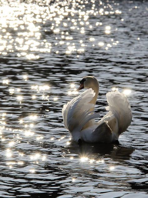 £ Swan Love, Mute Swan, Beautiful Swan, Silver Swan, Akita Inu, Fantasy Movies, Swan Lake, Swans, Beautiful Creatures