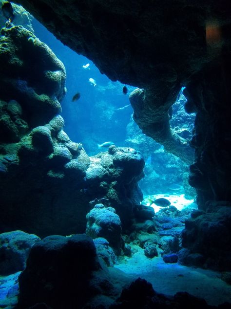 Underwater cave Underwater Crystal Cave, Underwater Mountains, Underwater Rocks, Water Cave, Underwater Aesthetic, Deep Underwater, Underwater Landscape, Ocean Plants, Underwater Ocean