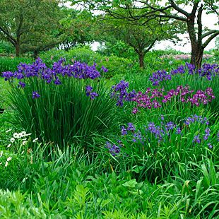 Iris sibirica Iris Sibirica, Siberian Iris, Iris Garden, Garden Shrubs, Plant Guide, Fine Gardening, Dry Creek, Rain Garden, Pretty Plants