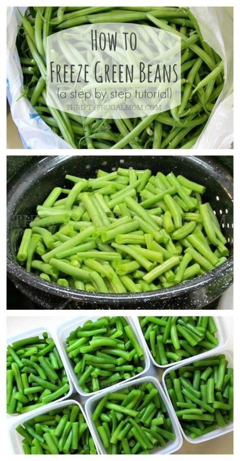 Preserving Green Beans, Freezing Food Guide, Freezing Vegetables, Canned Food Storage, Pasti Sani, Freeze Greens, Frozen Green Beans, Fresh Green Beans, Frozen Veggies