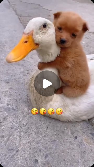 Animal Videos Cutest, Animal Funny Videos, Squirrel Repellant, Cute Animals Videos, Animal Videos Funny, Videos Of Animals, Unlikely Animal Friends, Animals Video, Baby Animal Videos