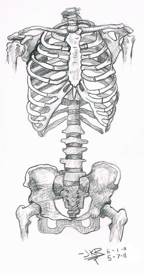 Bone Anatomy Study, Anatomy Reference Skeleton, Art Sketches Skeleton, Body Skeleton Drawing, Skeleton Torso Drawing, Anatomy Drawing Skeleton, Skeleton Art Reference, Skeleton Reference Drawing, Skeleton Body Drawing