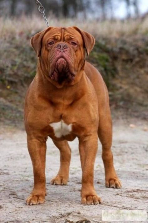 French Mastiff Price in India Dogs Tattoos, French Mastiff Dog, British Mastiff, Bull Mastiff Dogs, English Mastiff Puppies, Pet Anime, Bordeaux Dog, Mastiff Breeds, French Mastiff