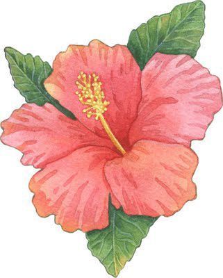 Hibiscus Drawing, Plant Drawing, Flower Art Painting, Hibiscus Flowers, A Drawing, الرسومات اللطيفة, Tropical Flowers, Art Drawings Sketches, Fabric Painting