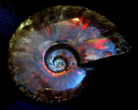 Fossil Ammonite, opalized    This is an ammonite fossil from Madagascar, that has opalized. Opalized specimens are sometimes referred to as “ammolite”. This one measures approximately 2.25 inches across. Rocks And Fossils, Stones For Jewelry Making, Nautilus Shell, Gems And Minerals, Stone Rocks, Rocks And Minerals, Sea Creatures, Life Art, Geology