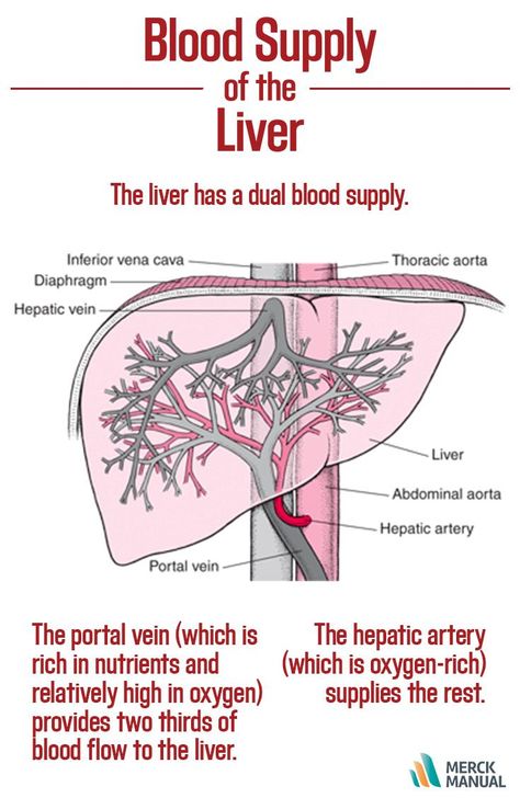 Despite its dual blood supply, the liver, a metabolically active organ, can be injured by ischemia, insufficient venous drainage, or specific vascular lesions. Learn more in the Merck Manual. Gi Nursing, Liver Anatomy, Abdominal Aorta, Excretory System, Diagnostic Medical Sonography, Nursing Life, Basic Anatomy And Physiology, Carotid Artery, Bio Facts