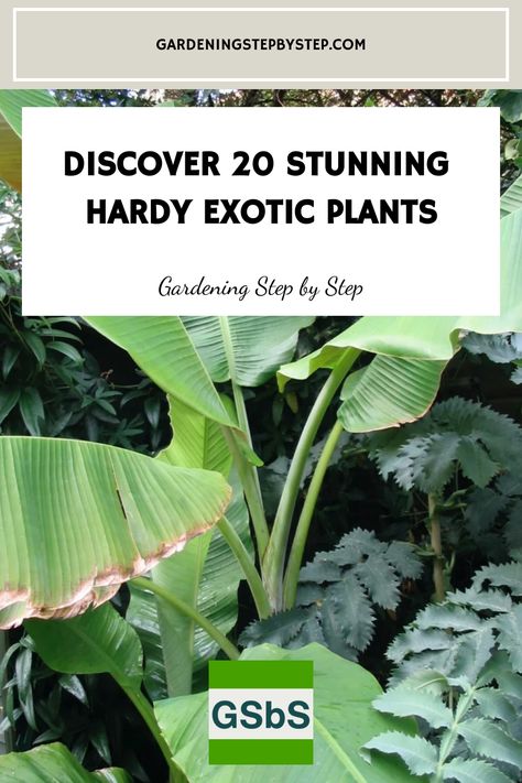 Explore the world of hardy exotic plants with our top picks for cold climates! Discover a stunning selection of winter-hardy tropical plants that thrive in the UK and other regions with chilly winters. These resilient beauties bring a touch of the tropics to your garden. Whether you're looking for colourful foliage or unique blooms, these hardy tropical plants will add an exotic flair to your outdoor space. Cold Hardy Tropical Plants, Hardy Tropical Plants, Small Garden Uk, Tropical Plants Uk, New Build Garden Ideas, Blue Passion Flower, Small Tropical Gardens, Fatsia Japonica, Succulent Tree