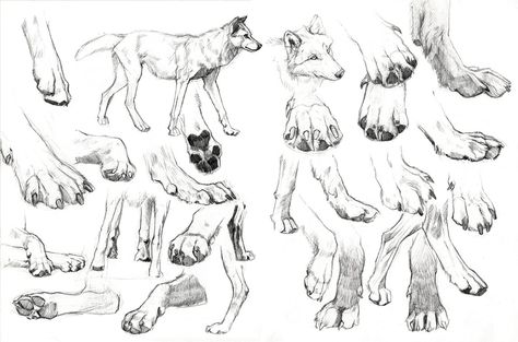 Draw Wolf, Dog Paw Drawing, Paw Drawing, Feet Drawing, Wolf Sketch, Wolf Paw, Canine Drawing, Wolf Eyes, Dog Anatomy