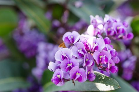 Lilac Vine, Azalea Shrub, Pergola Pictures, Making Plant Pots, Pergola Swing, Garden Vines, Pergola Attached To House, Backyard Pergola, Deck With Pergola