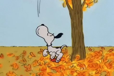 Peanuts animated GIF Snoopy Autumn, Fall Snoopy, Snoopy Videos, Gifs Snoopy, Snoopy Fall, Falling Gif, Snoopy Gif, Fall Widgets, Charlie Brown Halloween