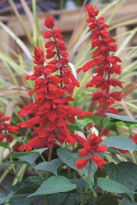 4 New Salvia Varieties For 2014 Salvia Flower, Salvia Plant, Red Salvia Plant, Red Salvia, Red Salvia Flower, Pink Profusion Salvia, Mystic Spires Salvia, Salvia Curviflora, Salvia Plants