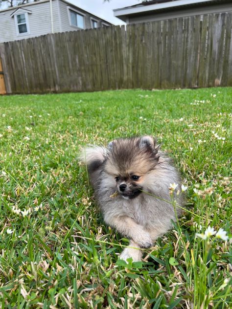 Pomeranian | puppy | pom | dog | pup | cute | sable | wolf | puppy playing Lavender Pomeranian, Lavender Merle Pomeranian, Wolf Puppy, Wolf Sable Pomeranian, Light Brown Pomeranian, Pomeranian With Bow, Pom Dog, Puppy Play, Pomeranian Puppy