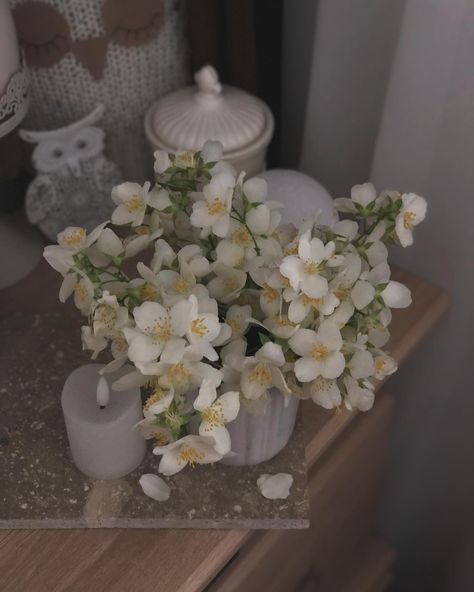 🤍🤍 . . . #jasmines #aesthetic #floweraesthetic #jazmin #joy #jasmine #flowersofinstagram #flowerstagram #fleur #simplethings #thelittlethings #gelsomino #softness Jasmines Aesthetic, Jasmine Flower Aesthetic, Jasmine Aesthetic, Flower Jasmine, Jasmine Flowers, Jasmine Flower, Plant Aesthetic, Vision Board, Emerald