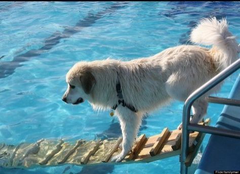 Dog Facility, Dog Boat Ramp, Dog Pool Ramp, Boat Ladder, Smart Dogs, Dogs Diy Projects, Floating Boat, Pet Ramp, Dog Pool